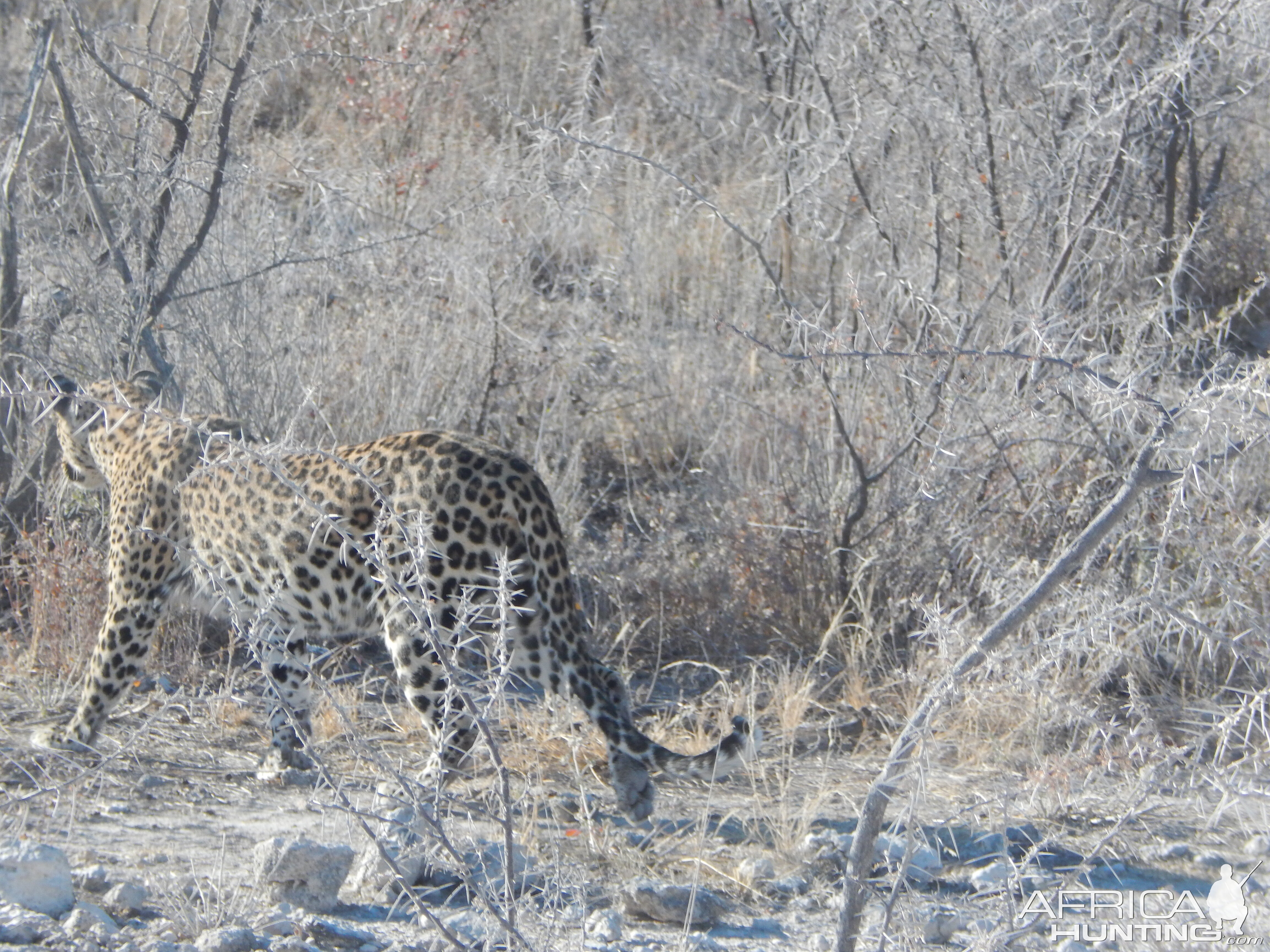 Leopard Etosha Namibia