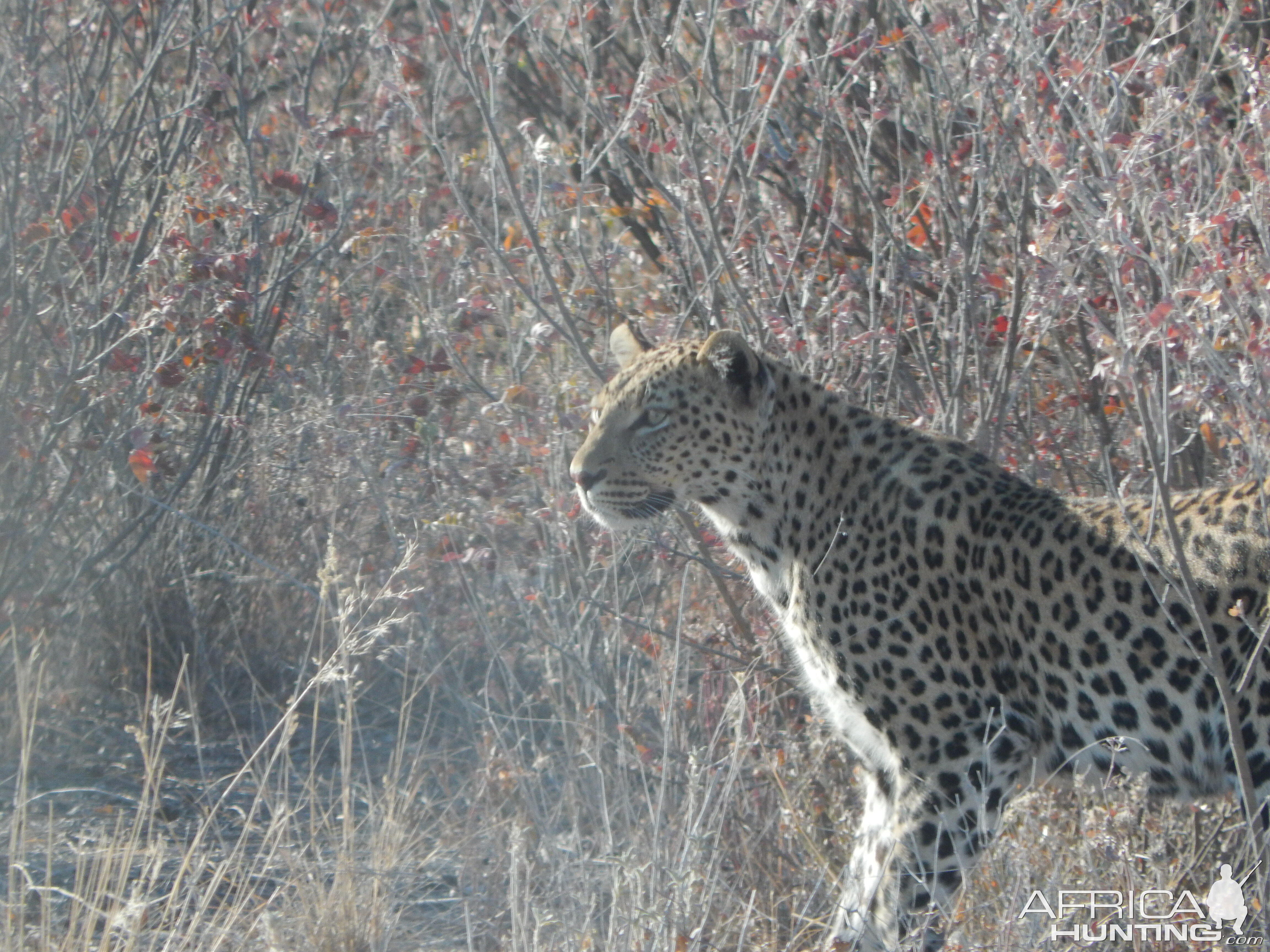 Leopard Etosha Namibia