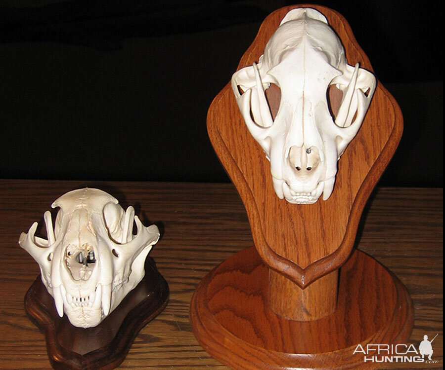 Leopard European Skull Mounts