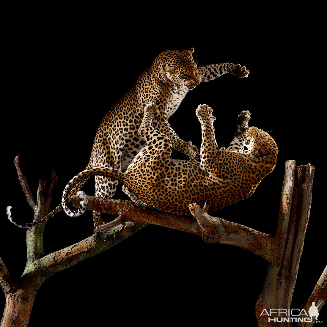 Leopard Fight