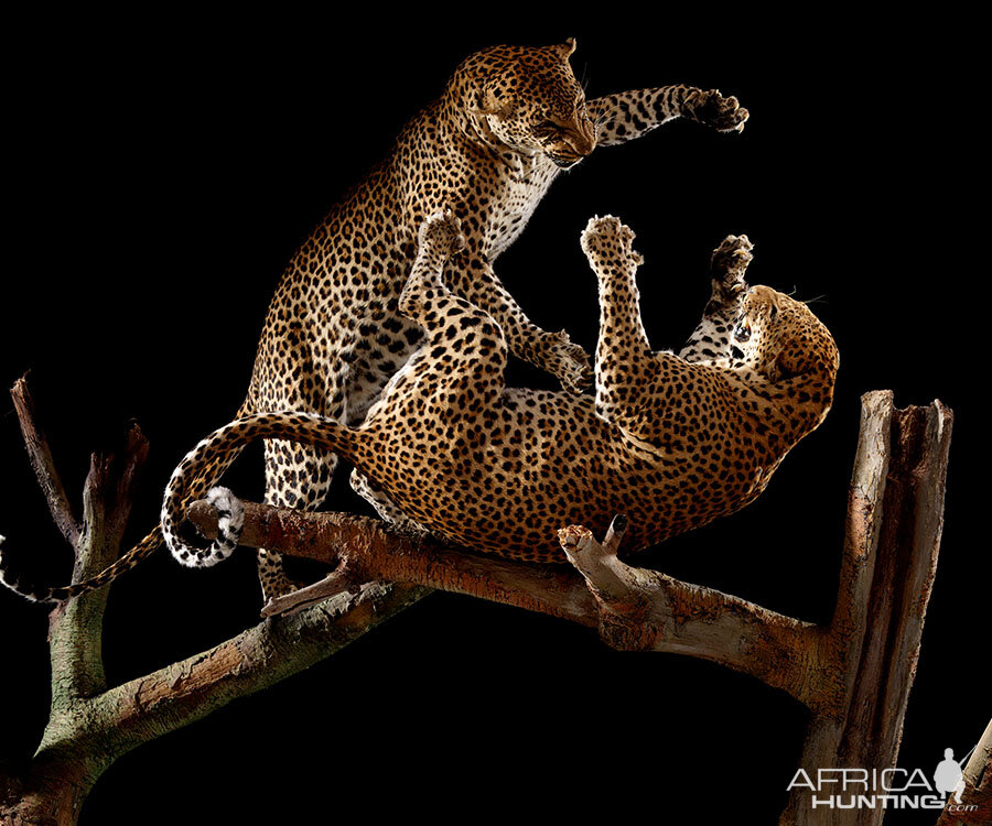 Leopard fighting Full Mount Taxidermy