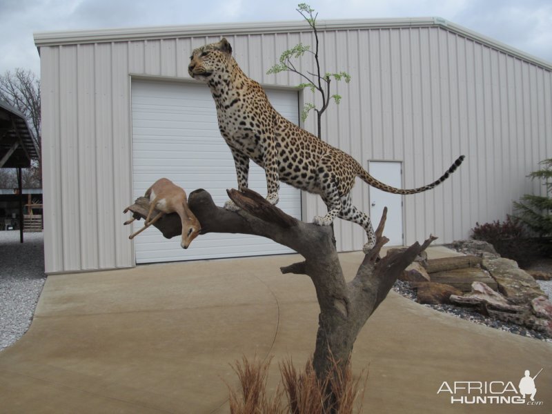 Leopard Full Mount Taxidermy