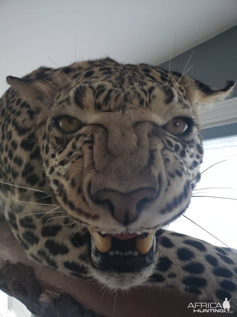 Leopard Full Mount Taxidermy