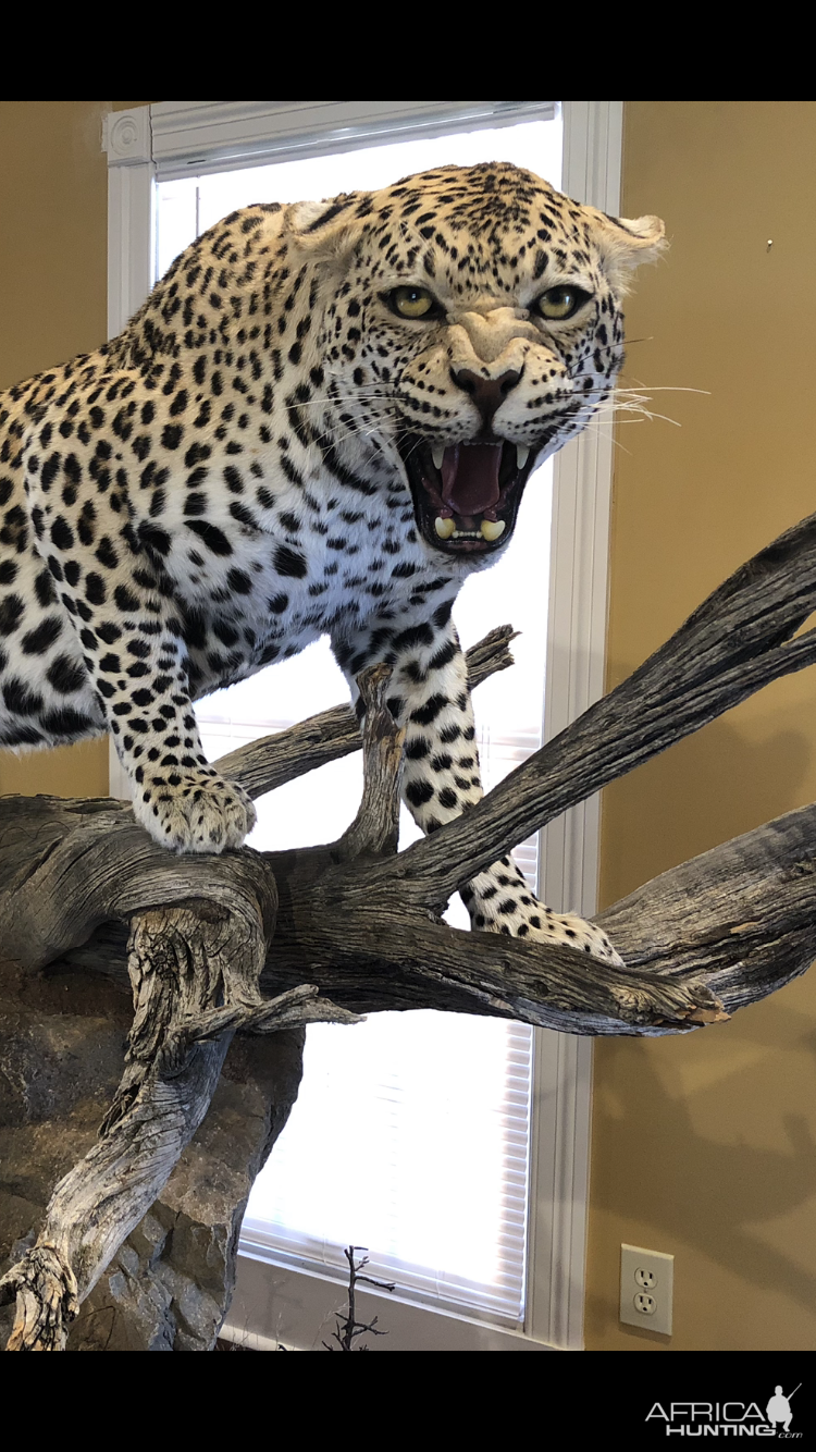 Leopard Full Mount Taxidermy