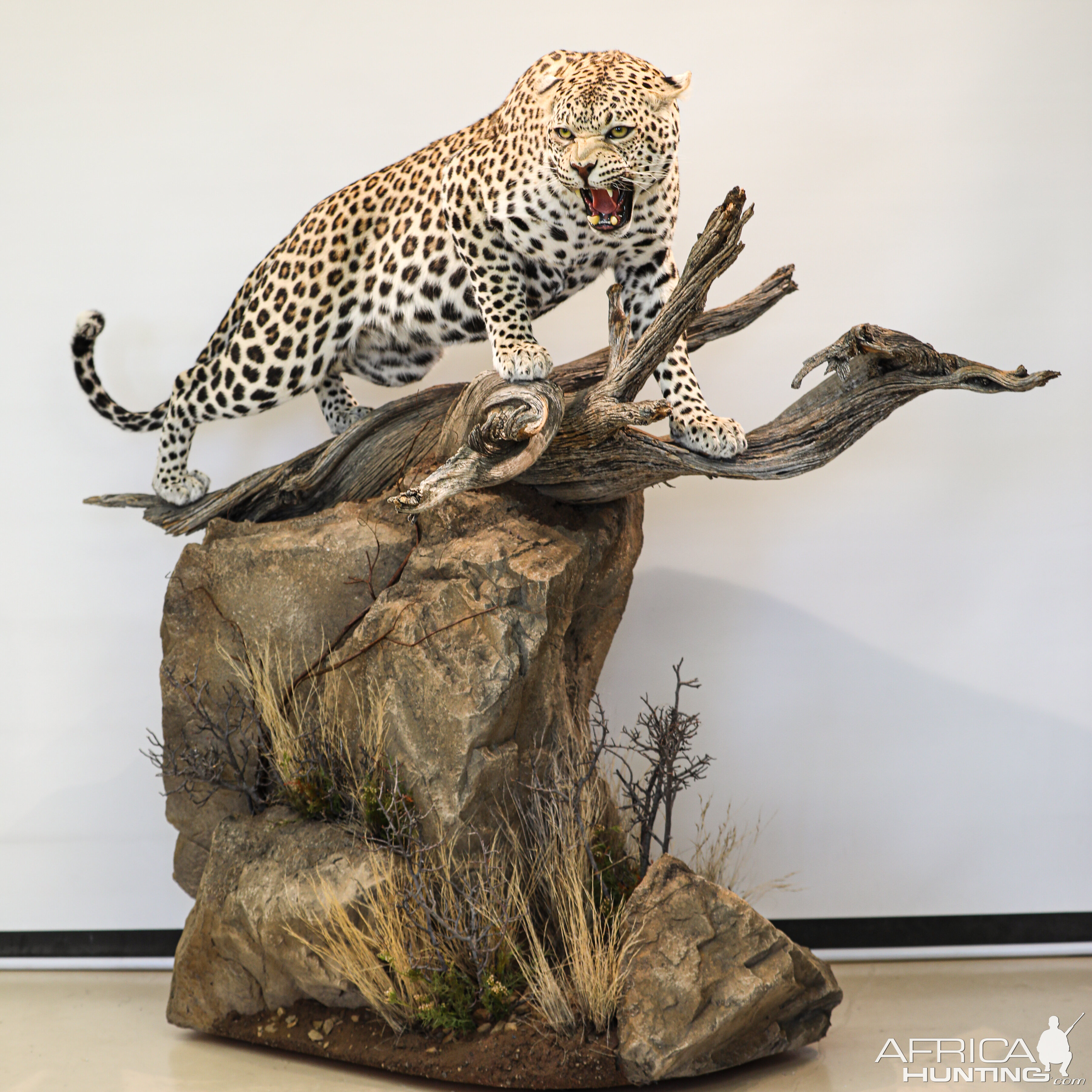 Leopard Full Mount Taxidermy