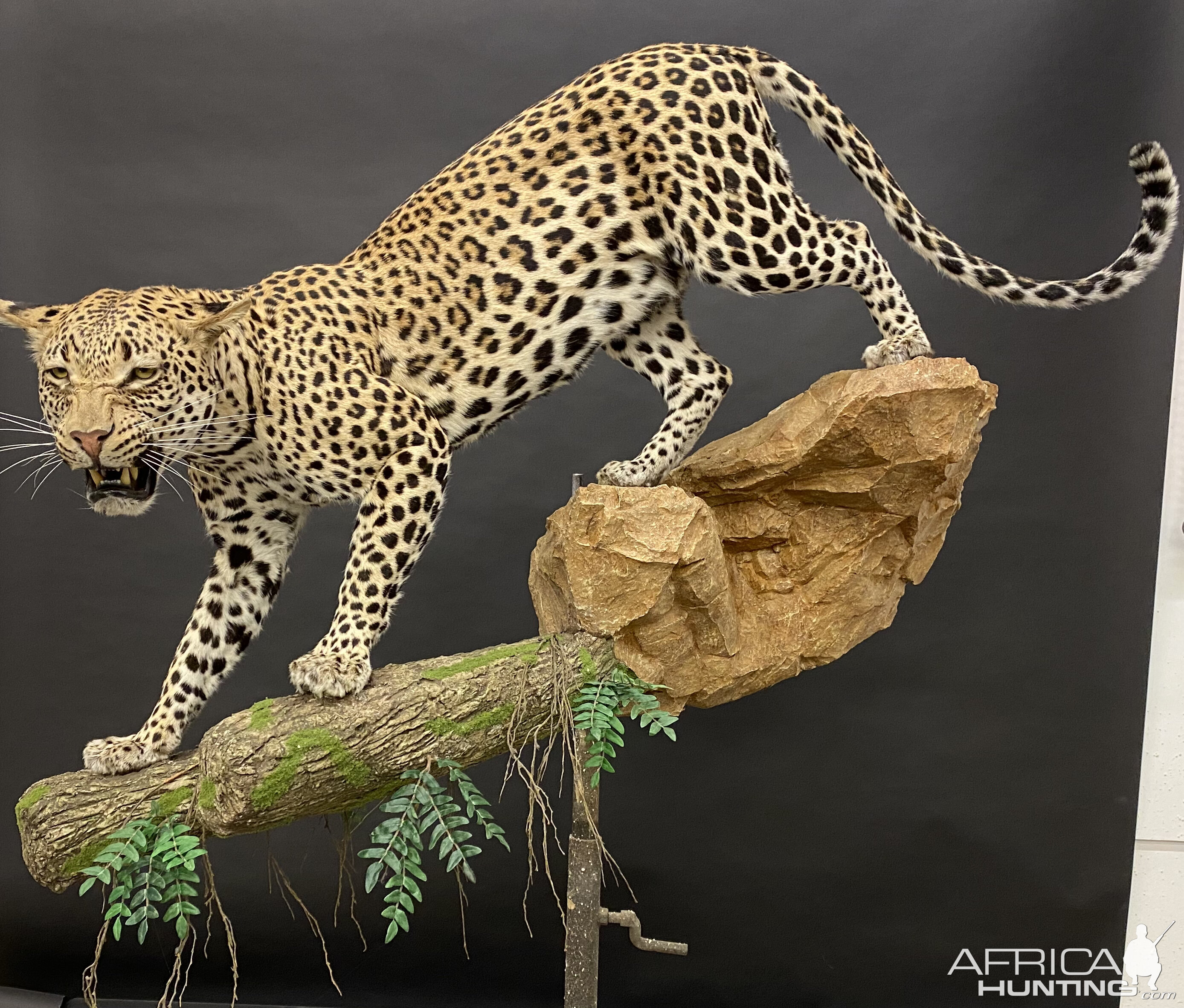 Leopard Full Mount Taxidermy