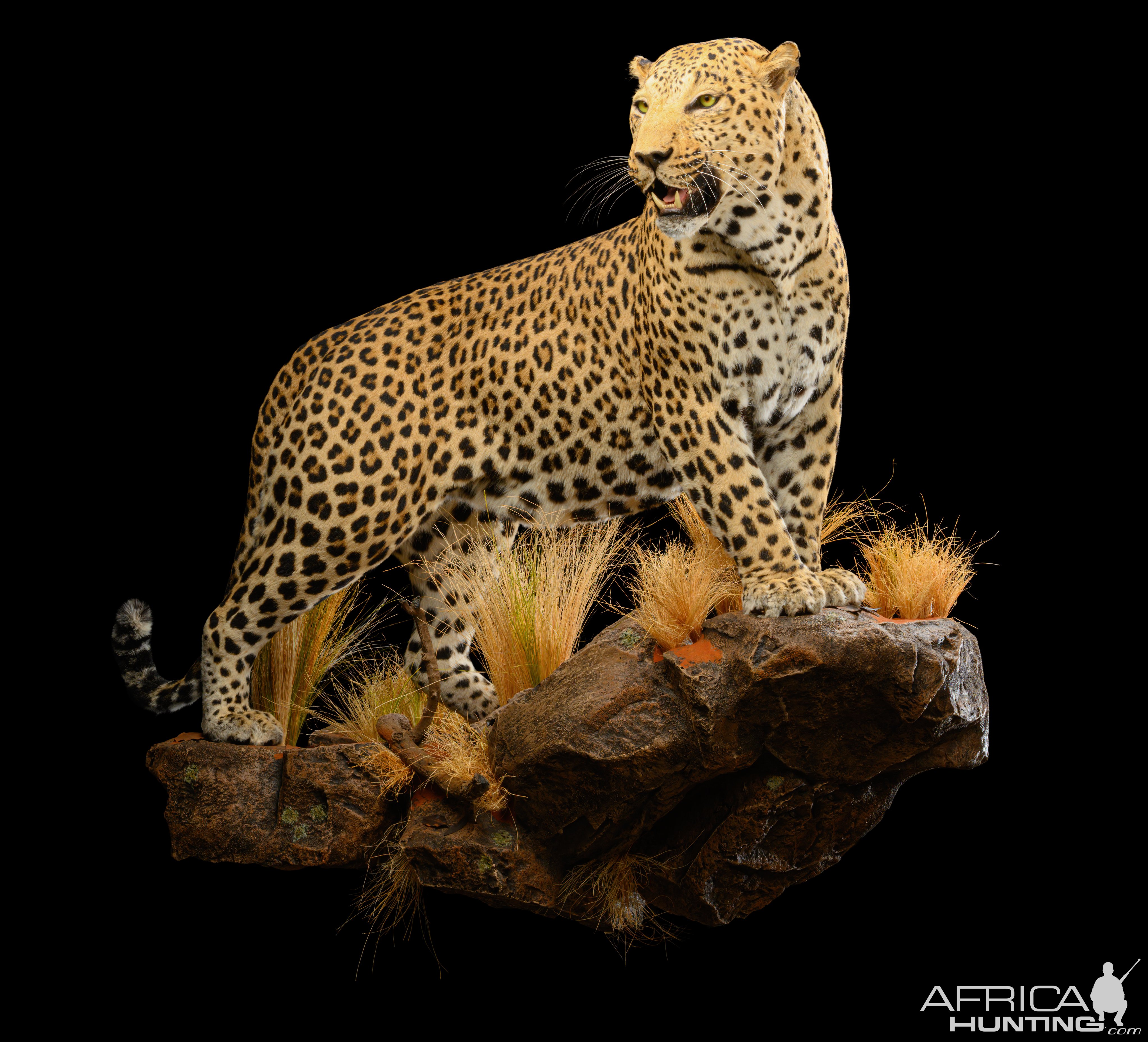 Leopard Full Mount Taxidermy