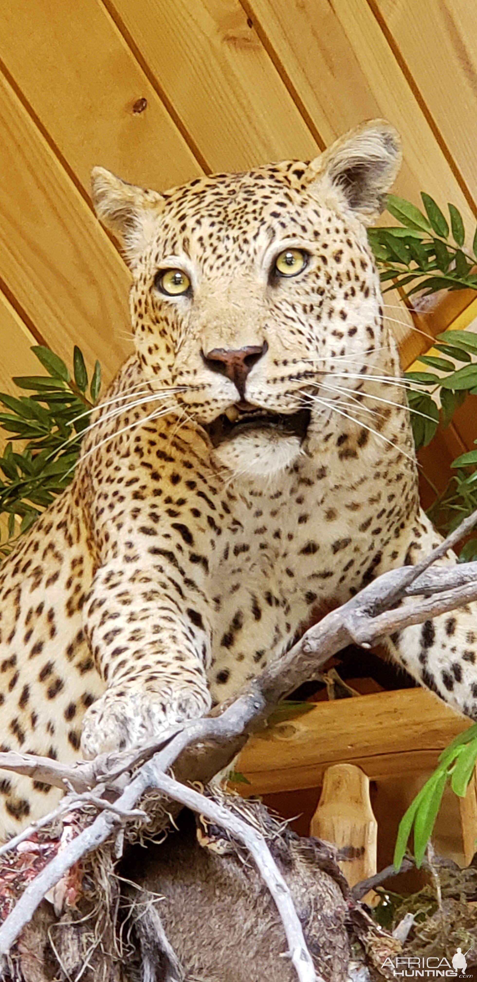 Leopard Full Mount Taxidermy