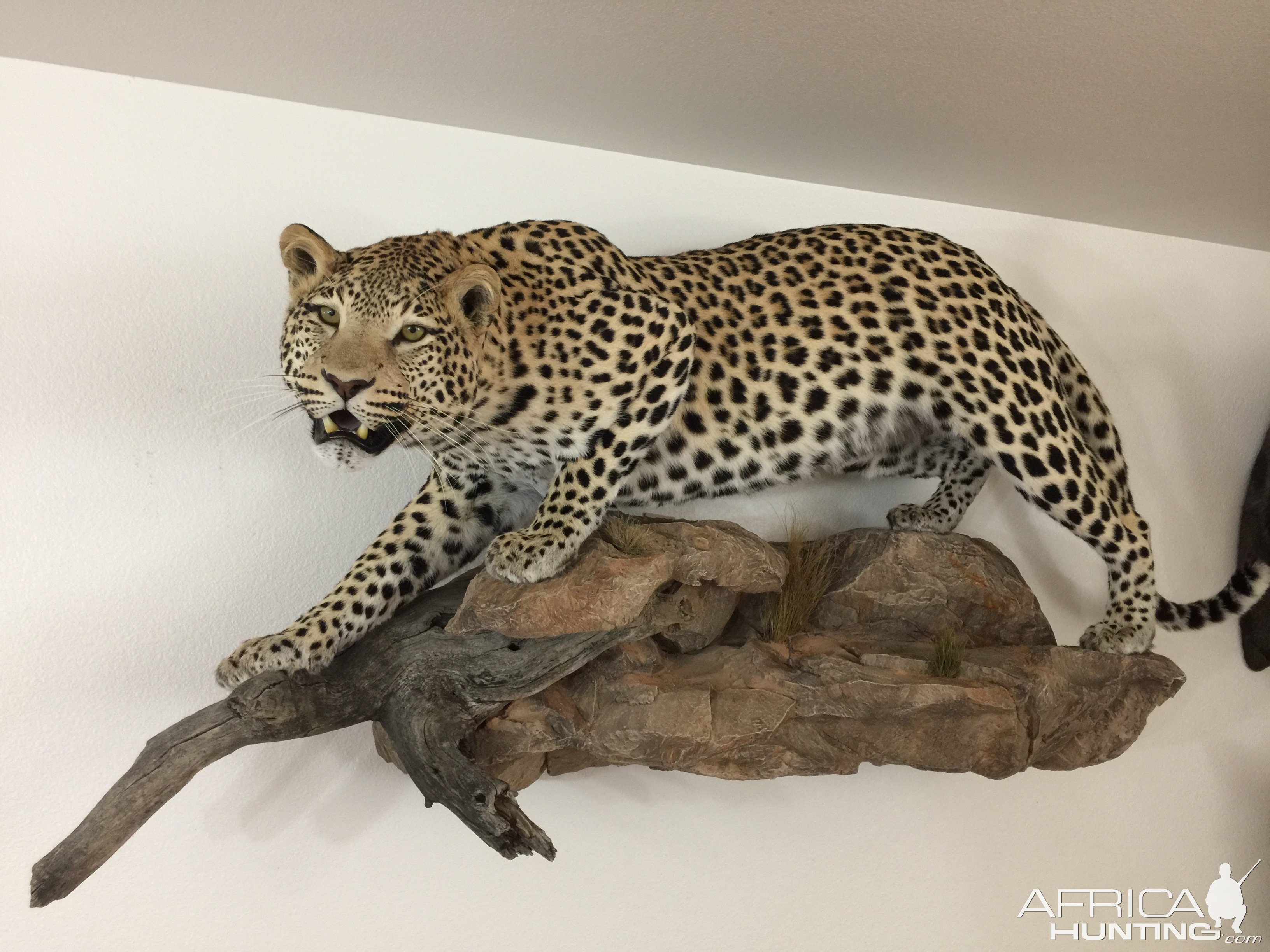 Leopard Full Mount Taxidermy