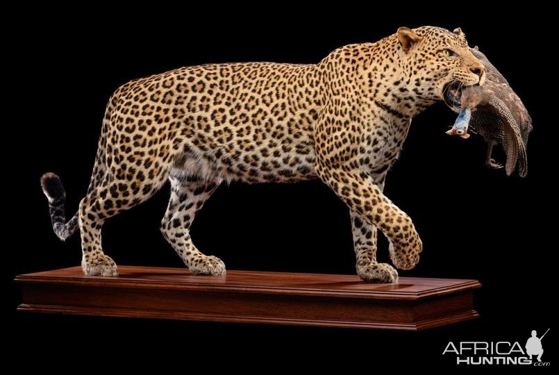 Leopard Full Mount Taxidermy