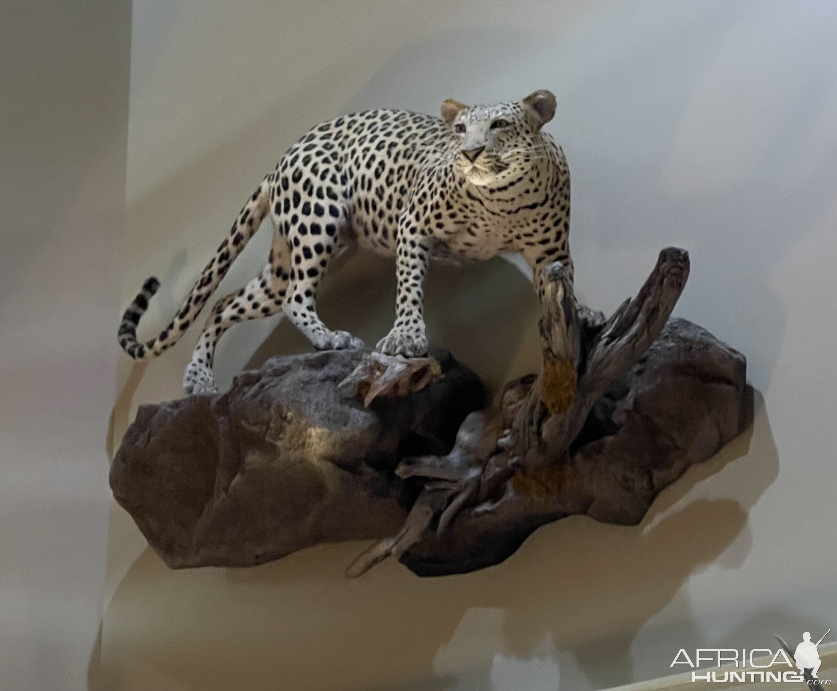 Leopard Full Mount Taxidermy