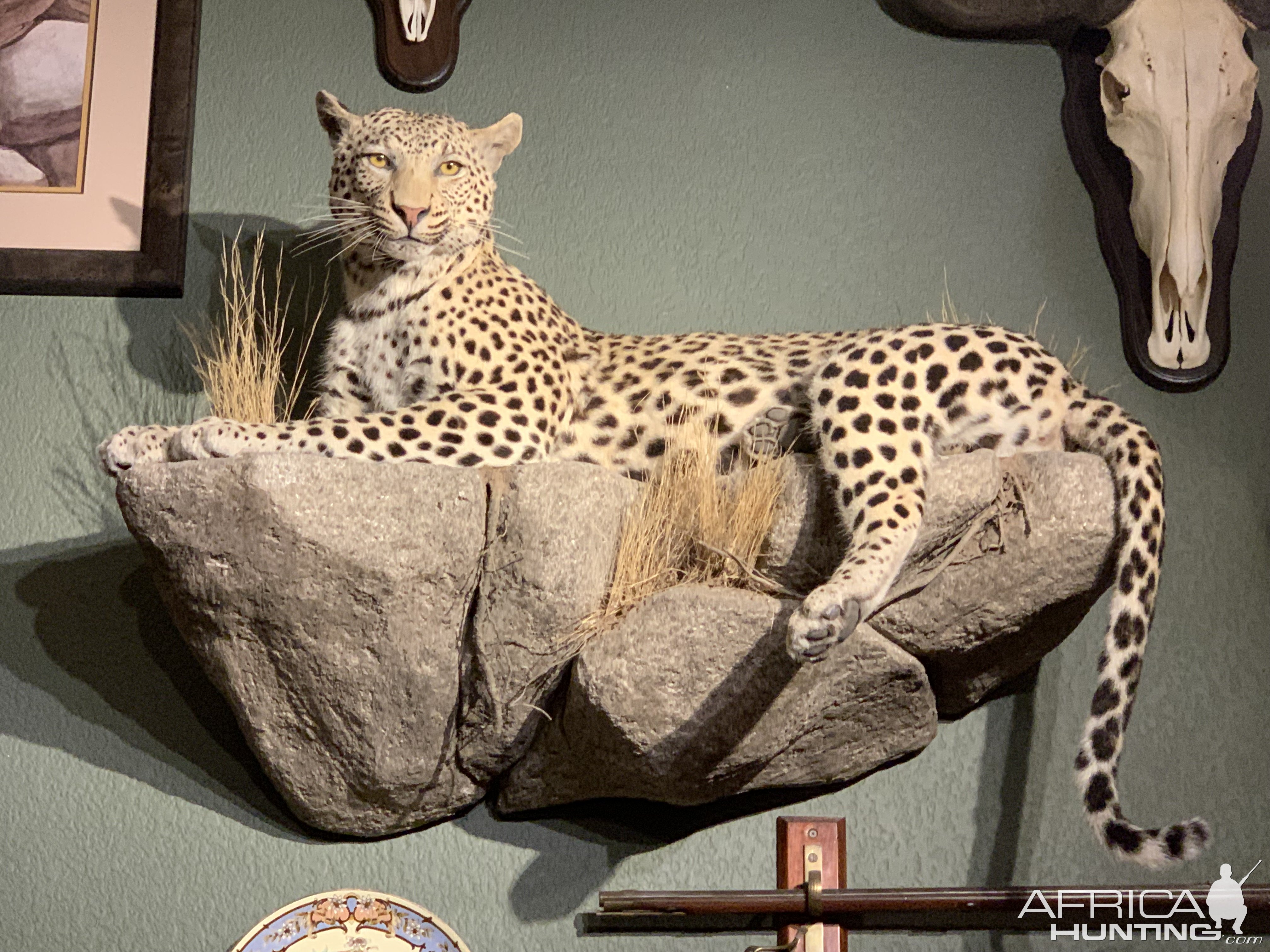 Leopard Full Mount Taxidermy