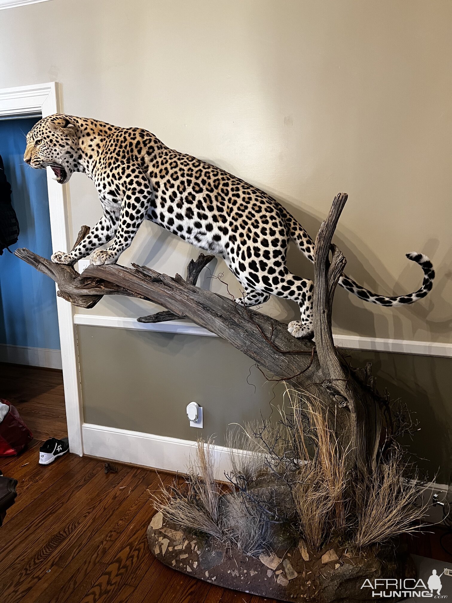 Leopard Full Mount Taxidermy