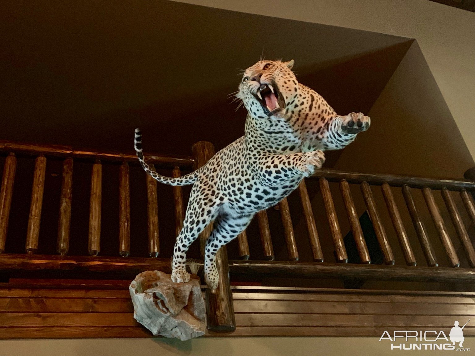 Leopard Full Mount Taxidermy