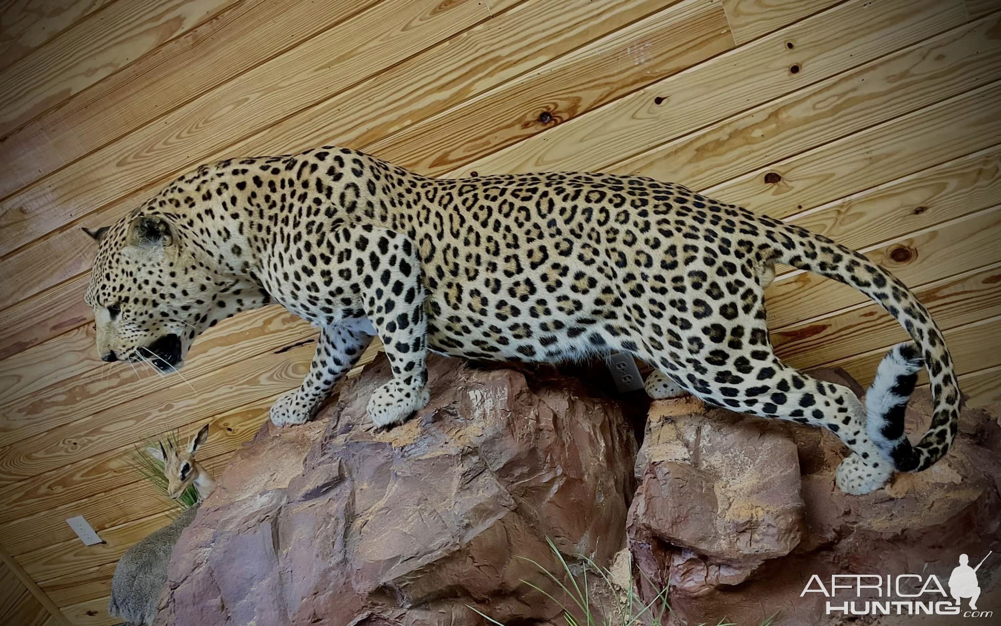 Leopard Full Mount Taxidermy