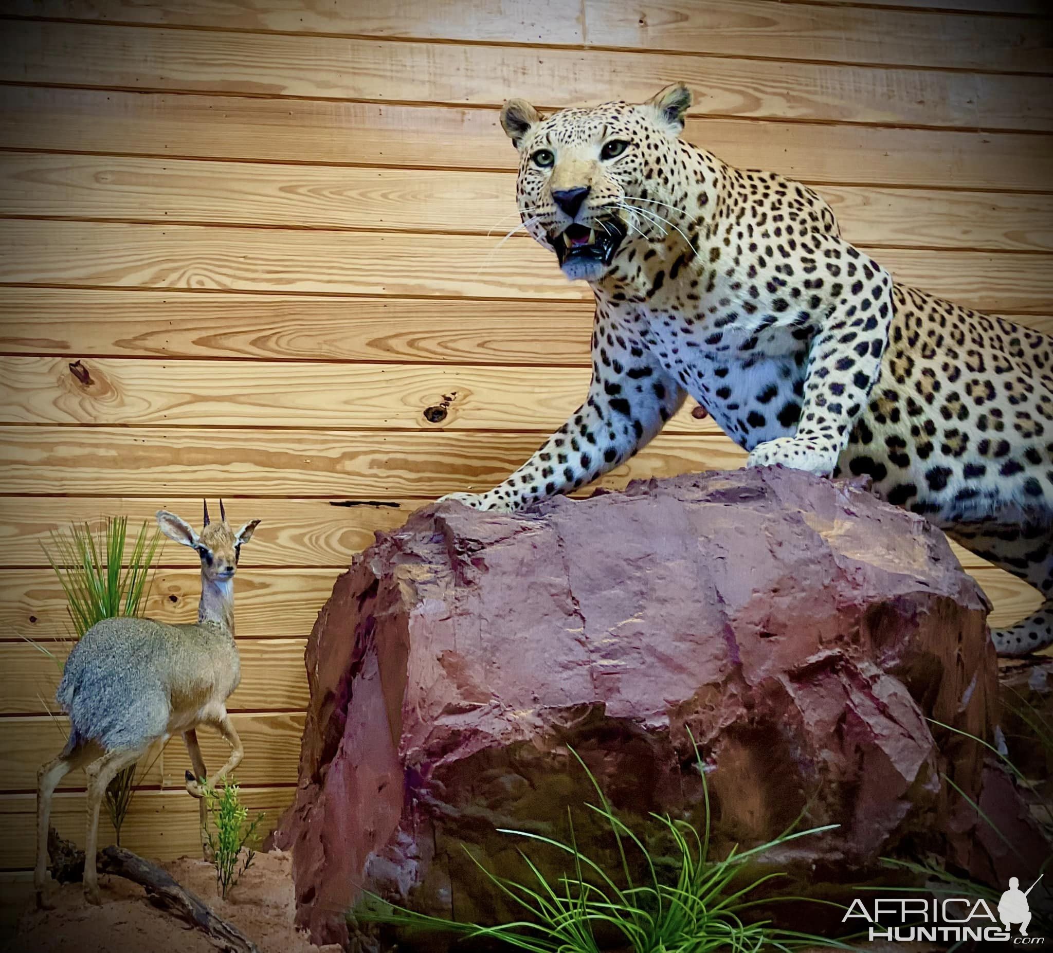 Leopard Full Mount Taxidermy