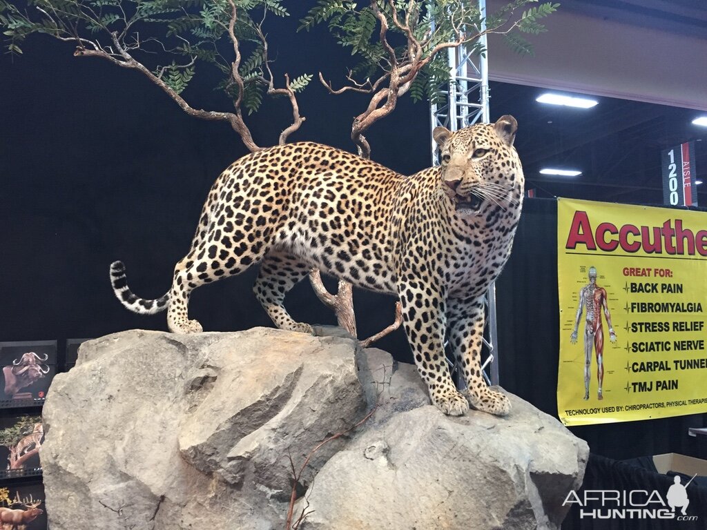 Leopard full mount taxidermy