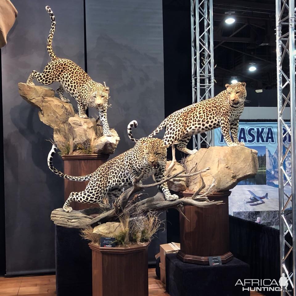 Leopard Full Mount Taxidermy