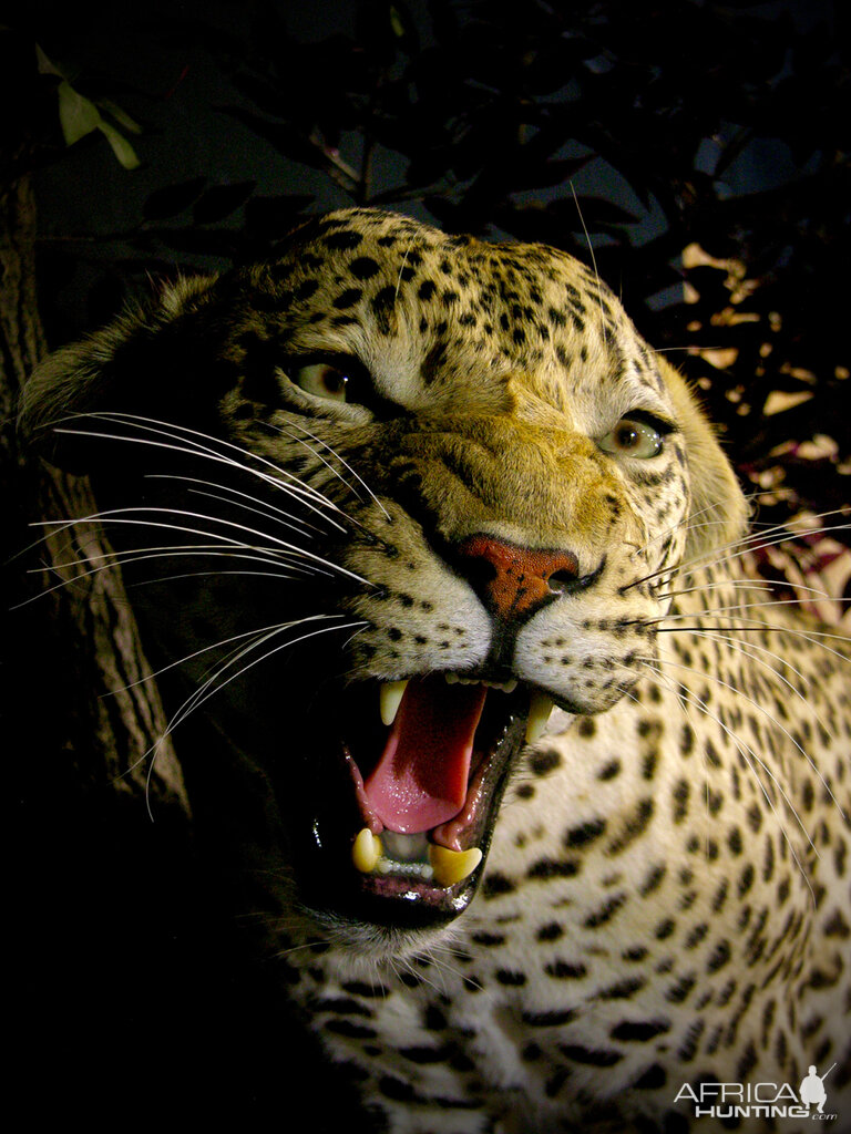 Leopard Full Mount Taxidermy