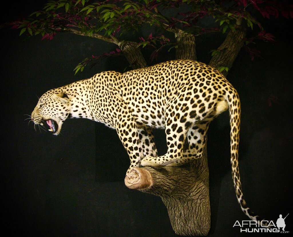 Leopard Full Mount Taxidermy