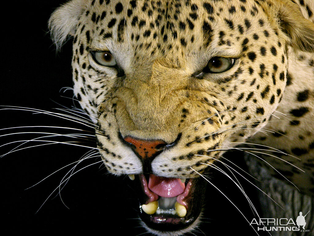 Leopard Full Mount Taxidermy