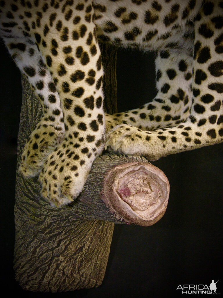 Leopard Full Mount Taxidermy