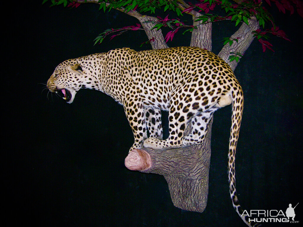 Leopard Full Mount Taxidermy