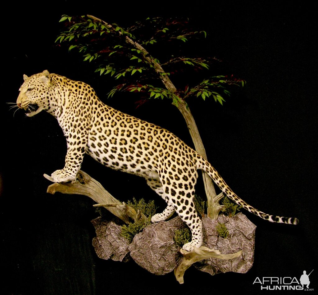 Leopard Full Mount Taxidermy