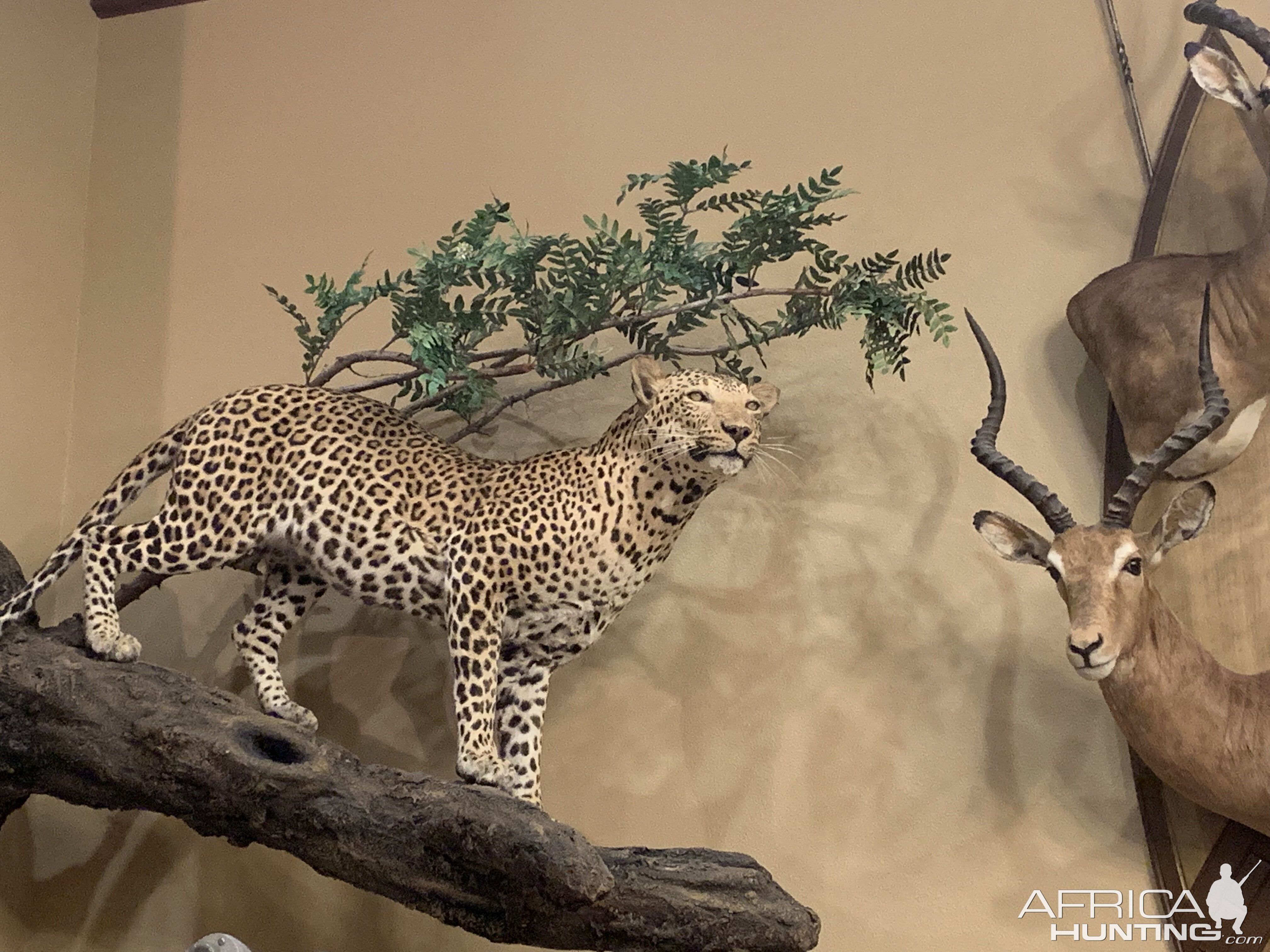 Leopard Full Mount Taxidermy