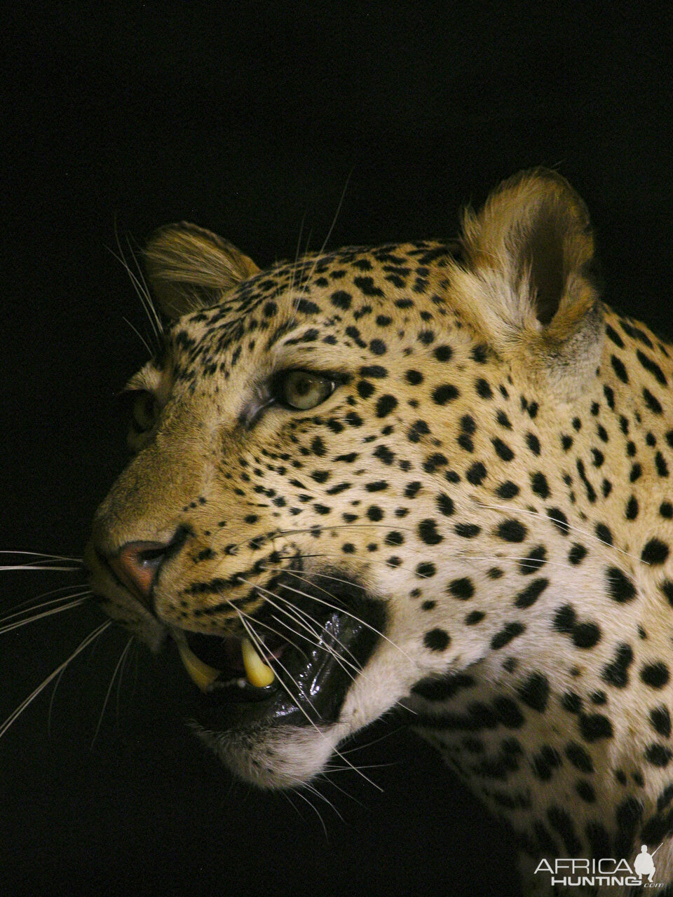 Leopard Full Mount Taxidermy