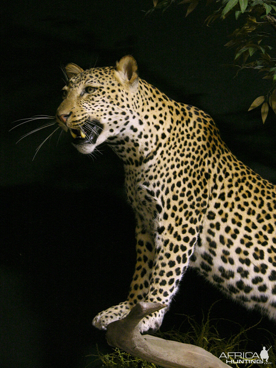 Leopard Full Mount Taxidermy