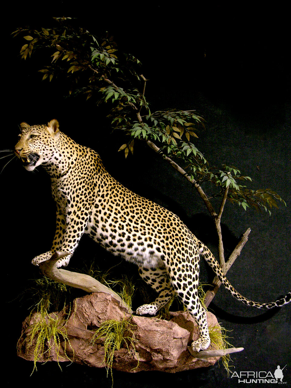 Leopard Full Mount Taxidermy