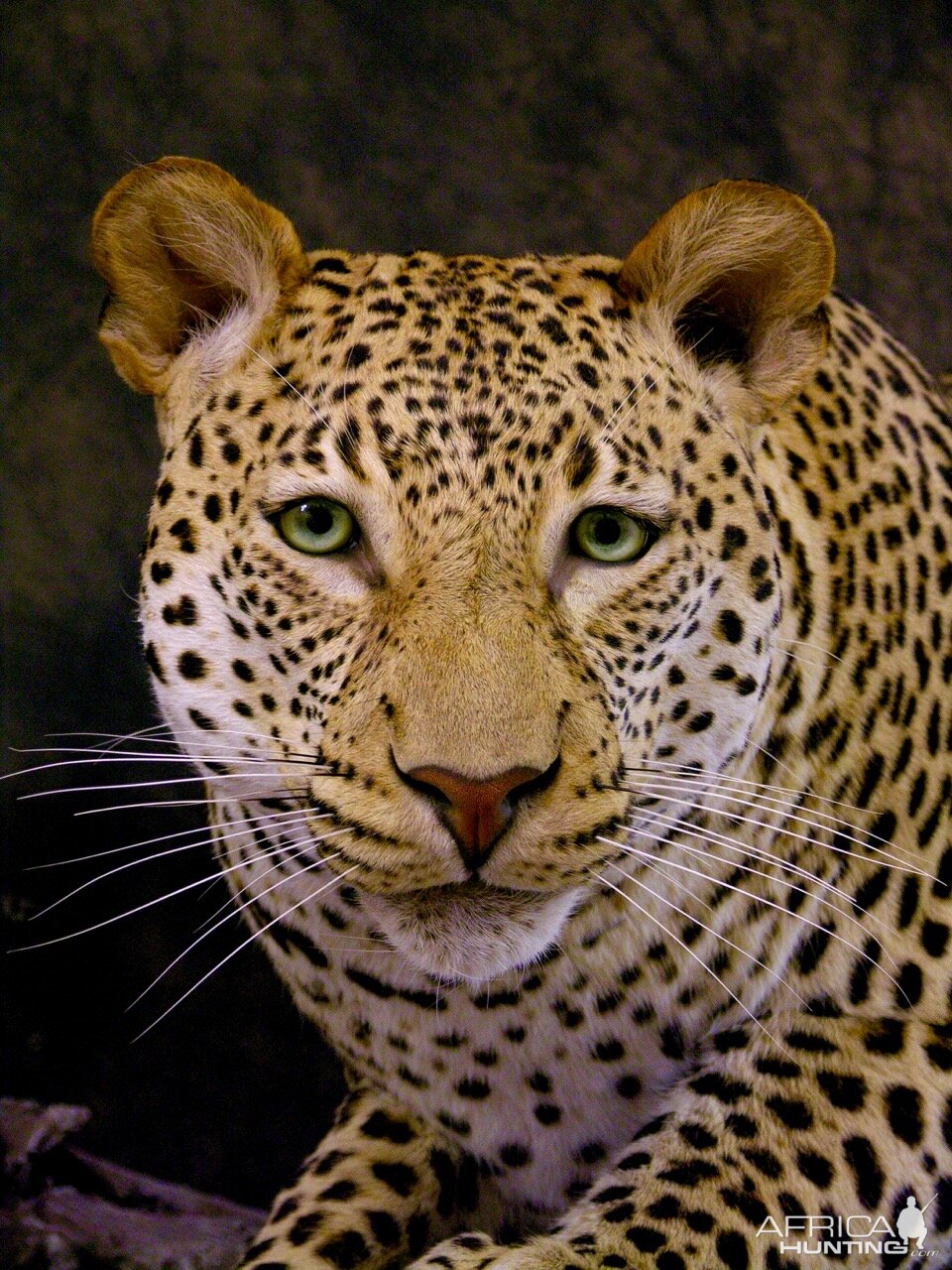 Leopard Full Mount Taxidermy