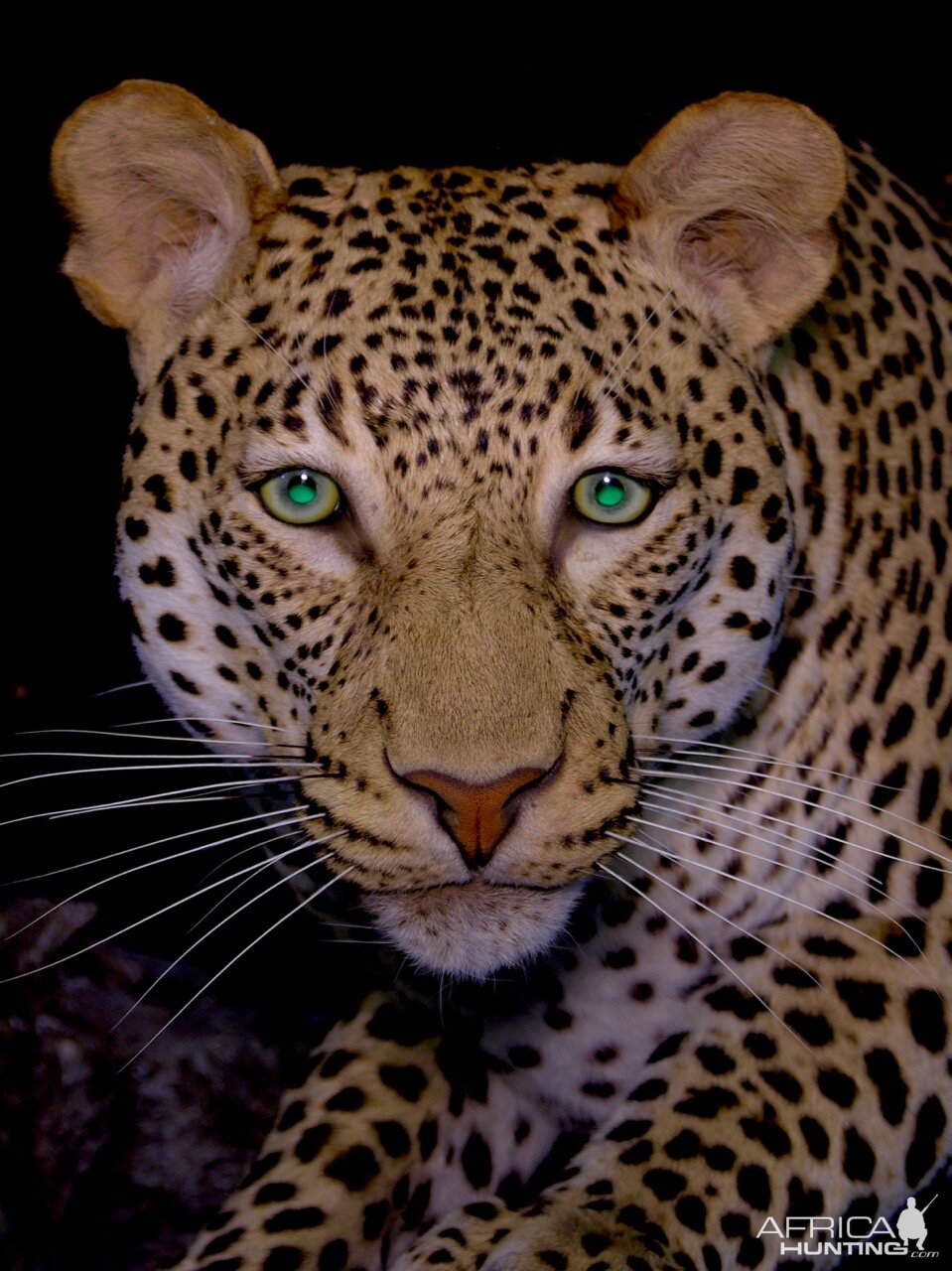 Leopard Full Mount Taxidermy