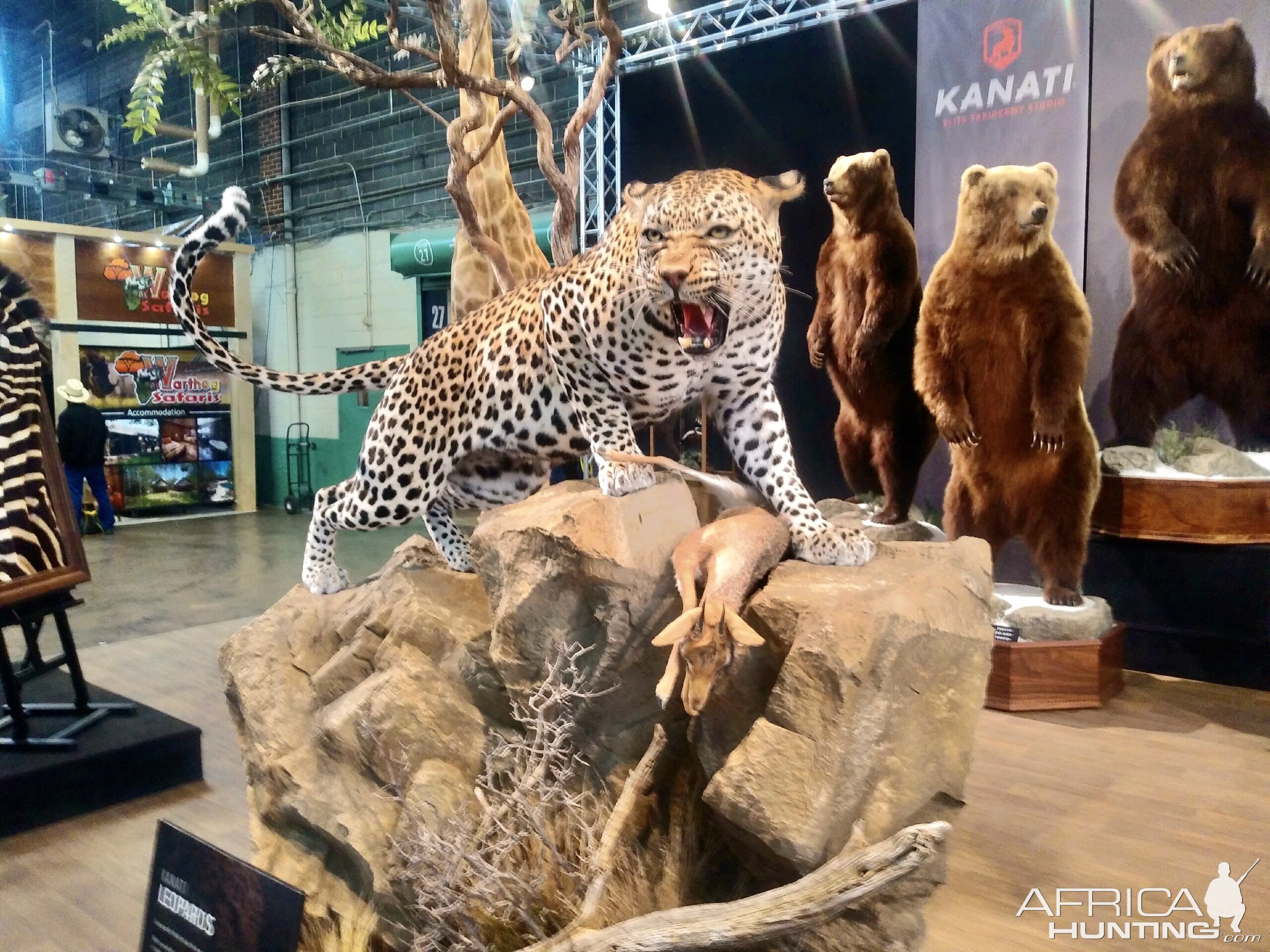 Leopard Full Mount Taxidermy