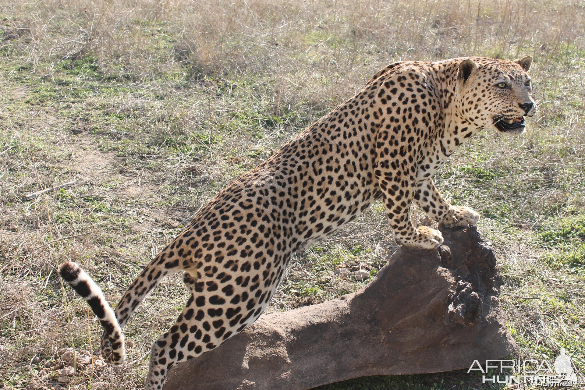 Leopard Full Mount