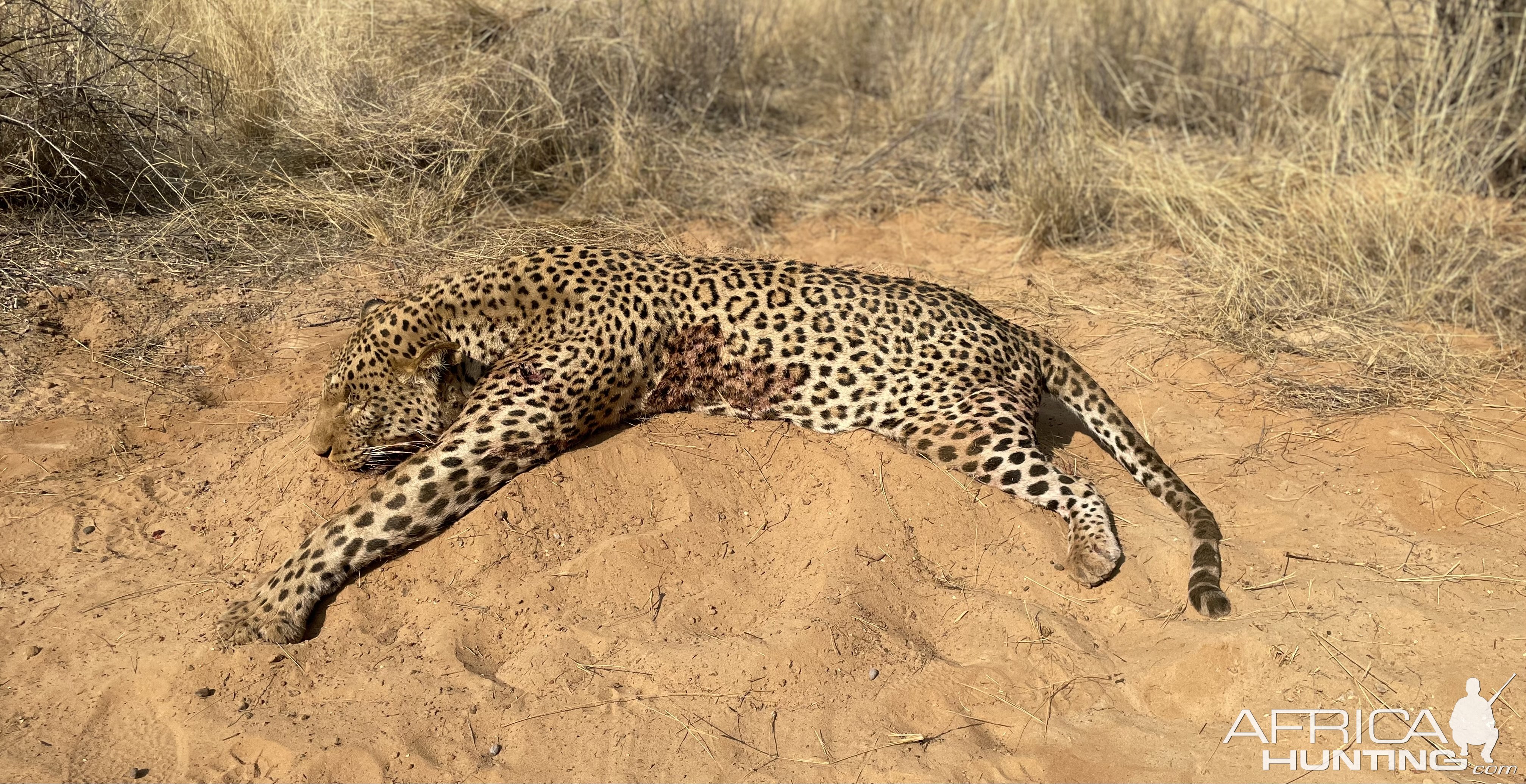 Leopard Hunt Botswana