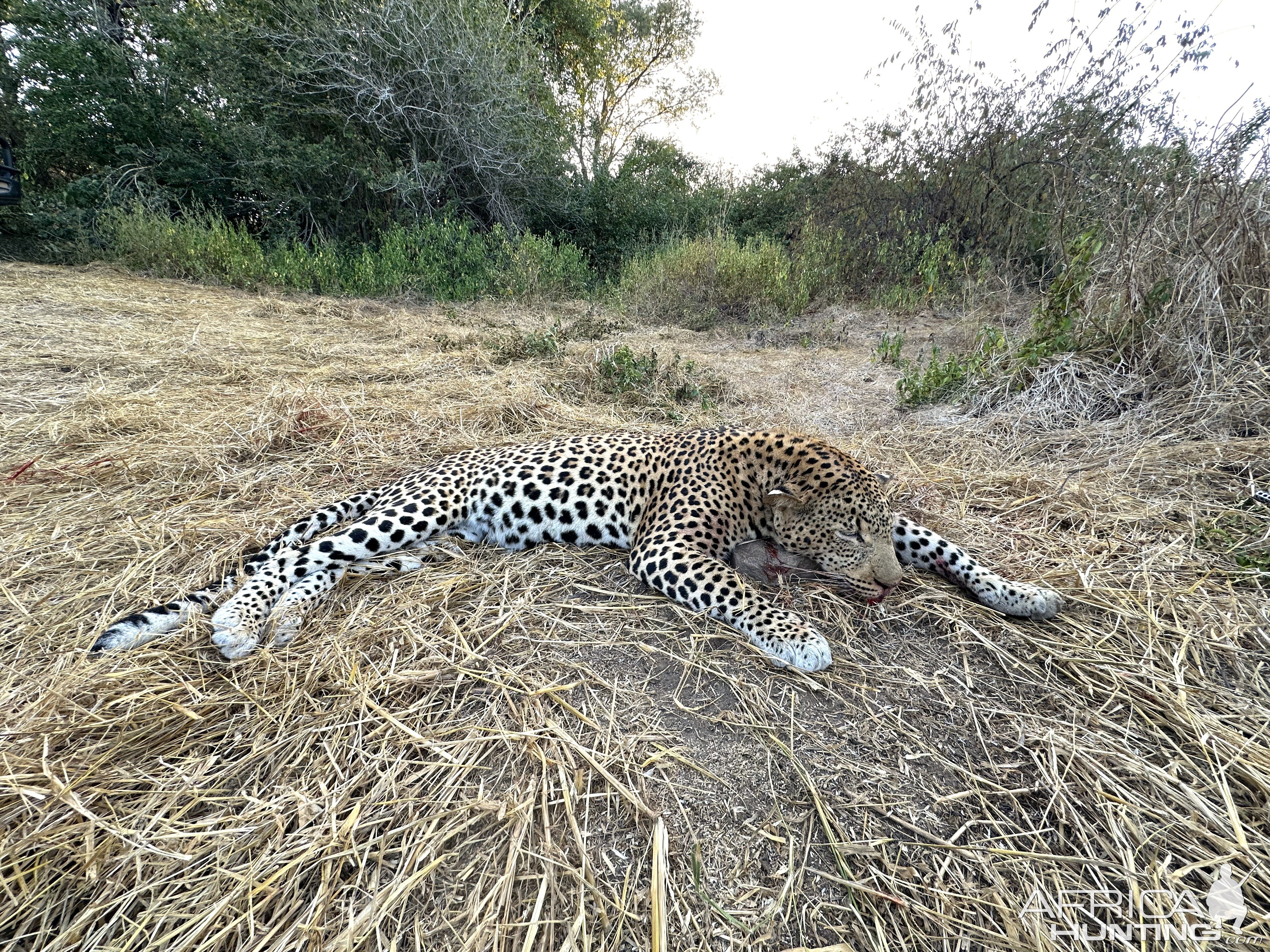 Leopard Hunt Charara Zimbabwe