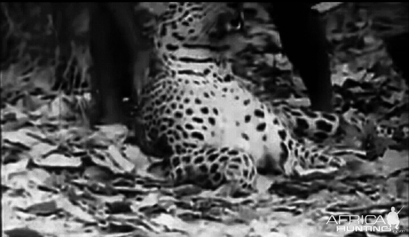 Leopard Hunt India