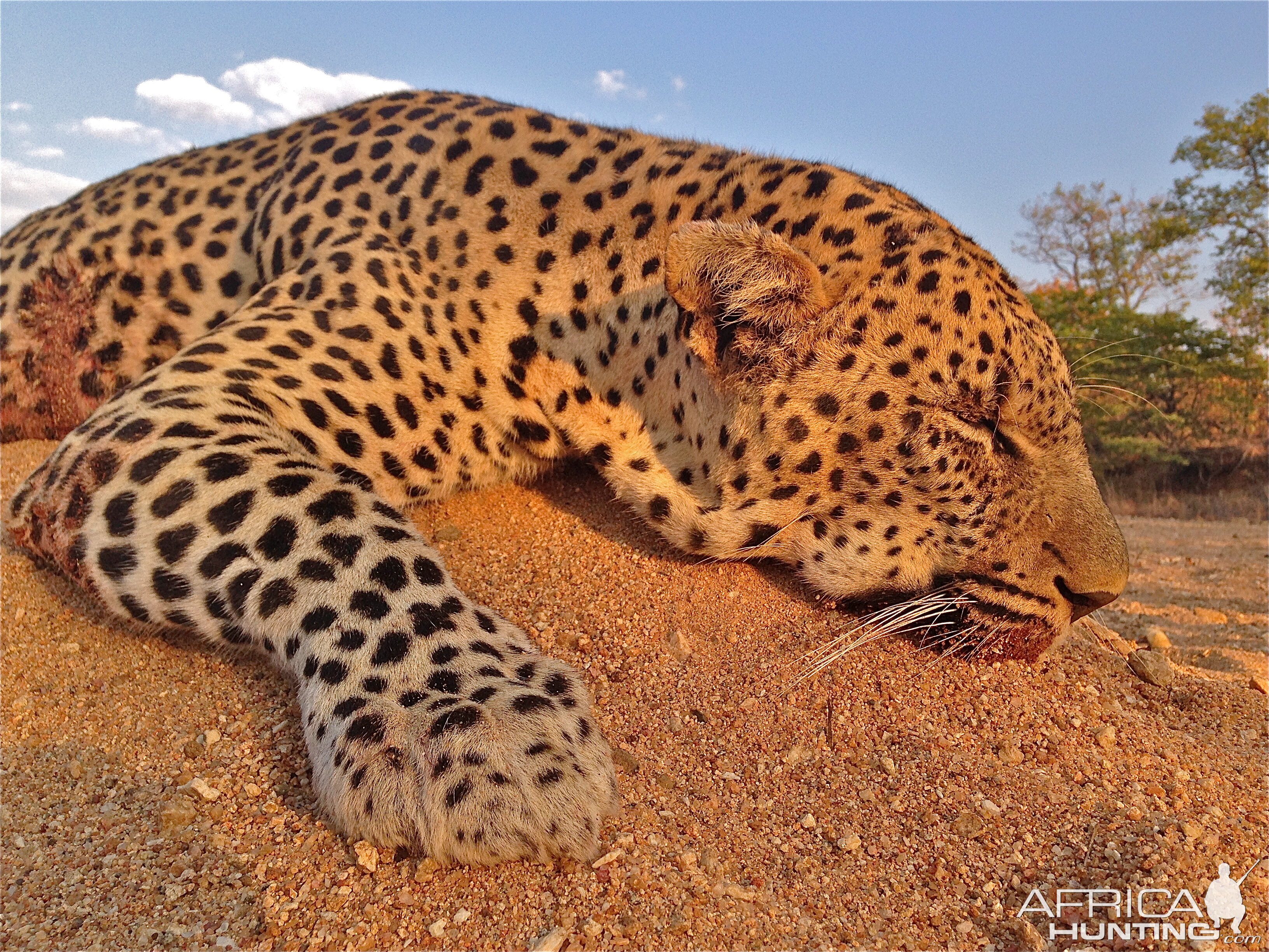 Leopard Hunt Lebombo Mozambique