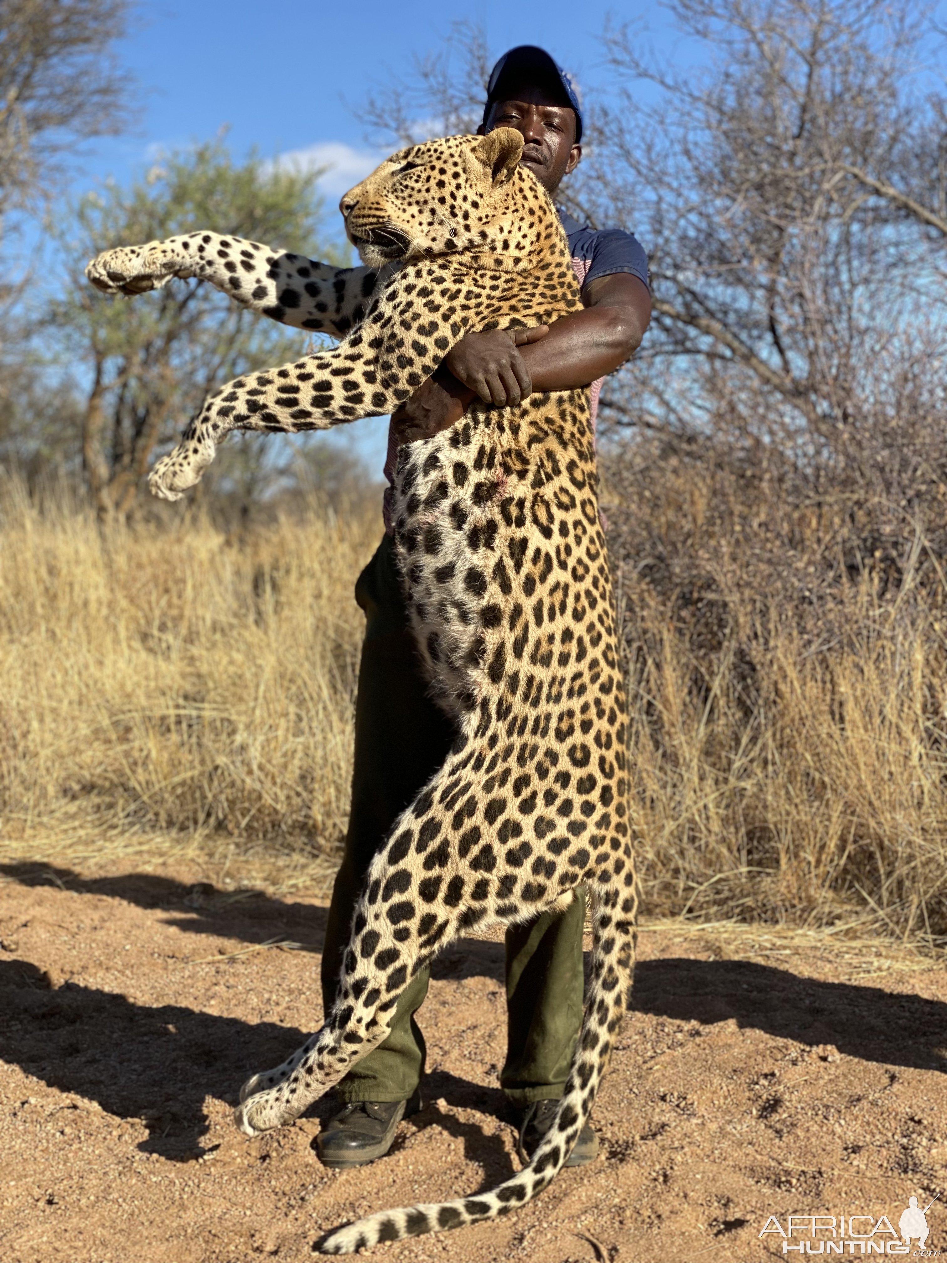 Leopard Hunt Namibia