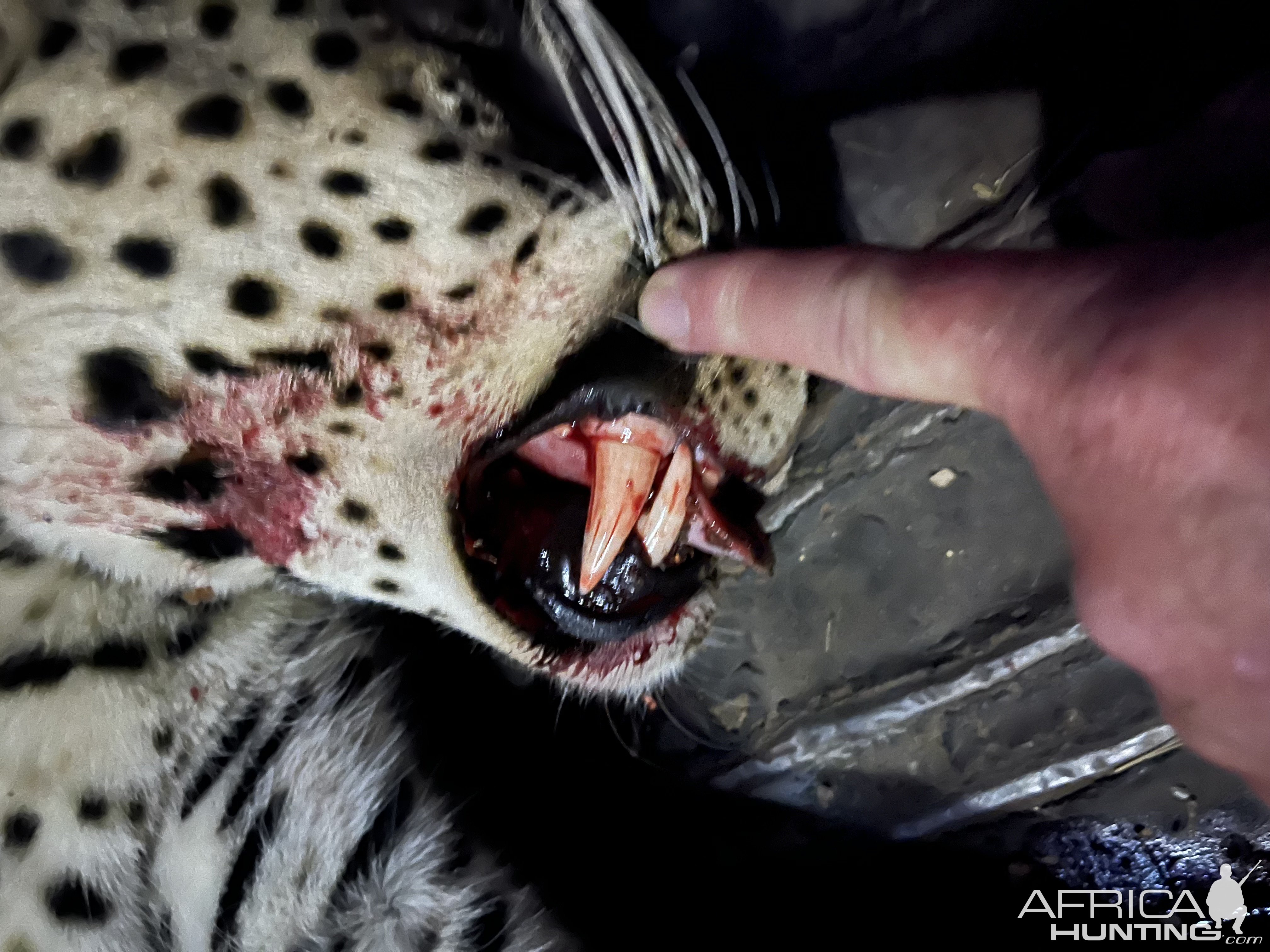 Leopard Hunt Namibia