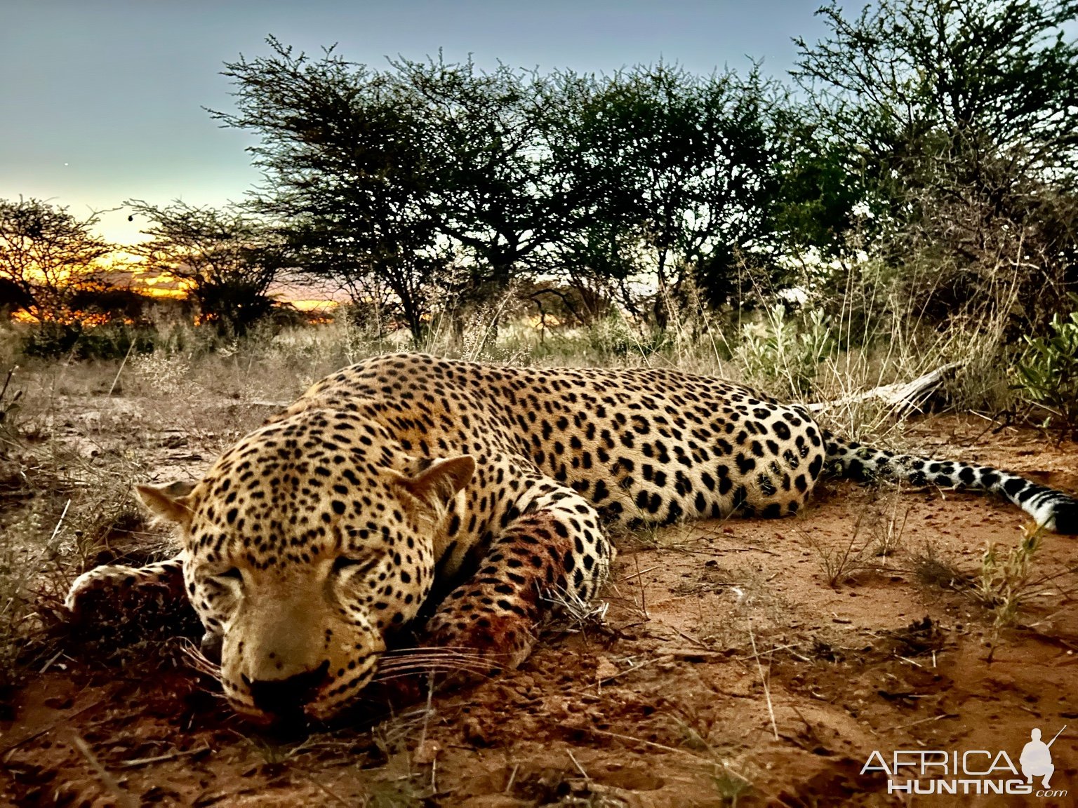 Leopard Hunt Namibia