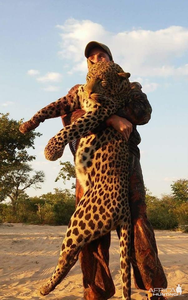 Leopard Hunt Namibia