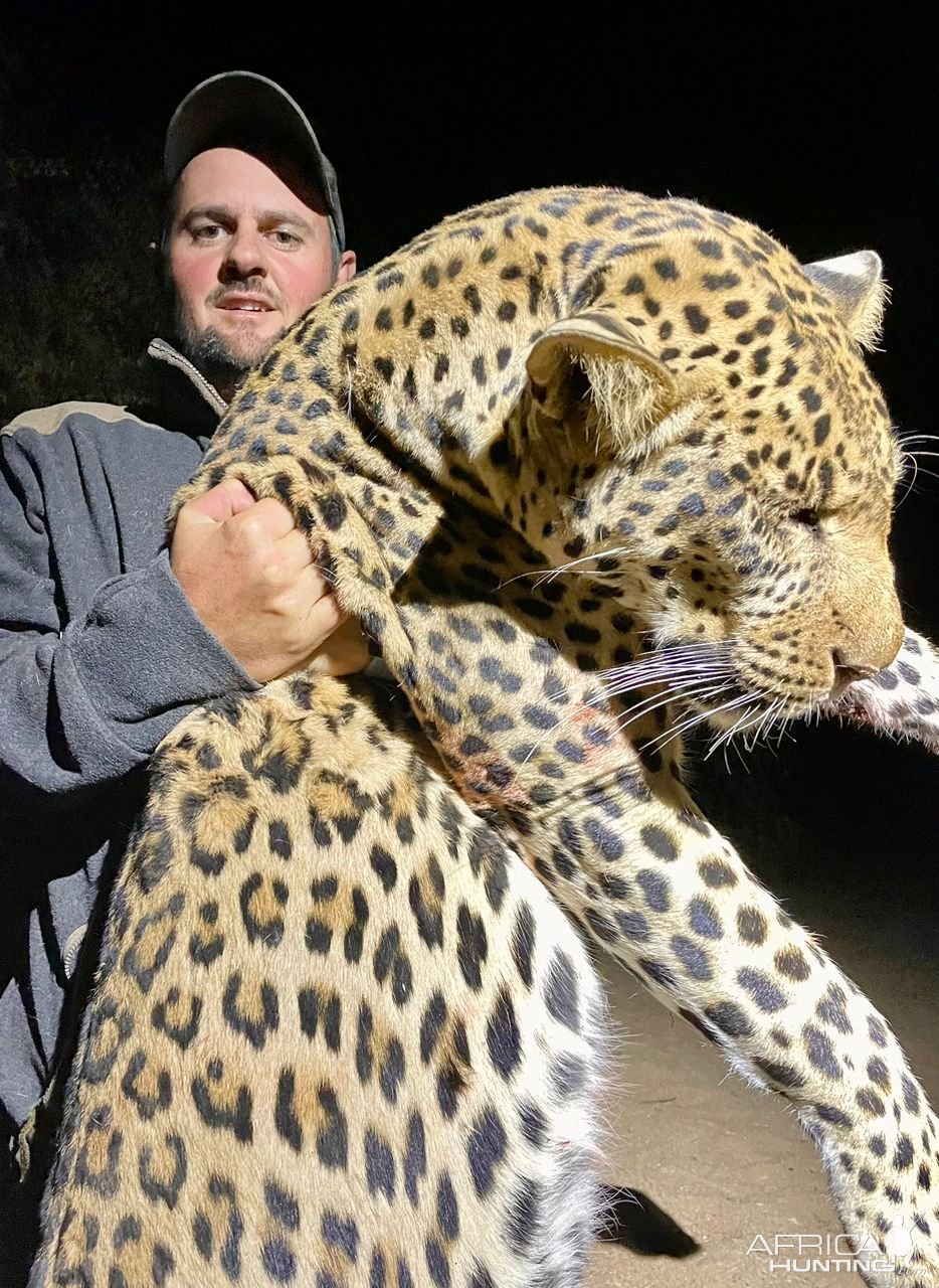 Leopard Hunt Namibia