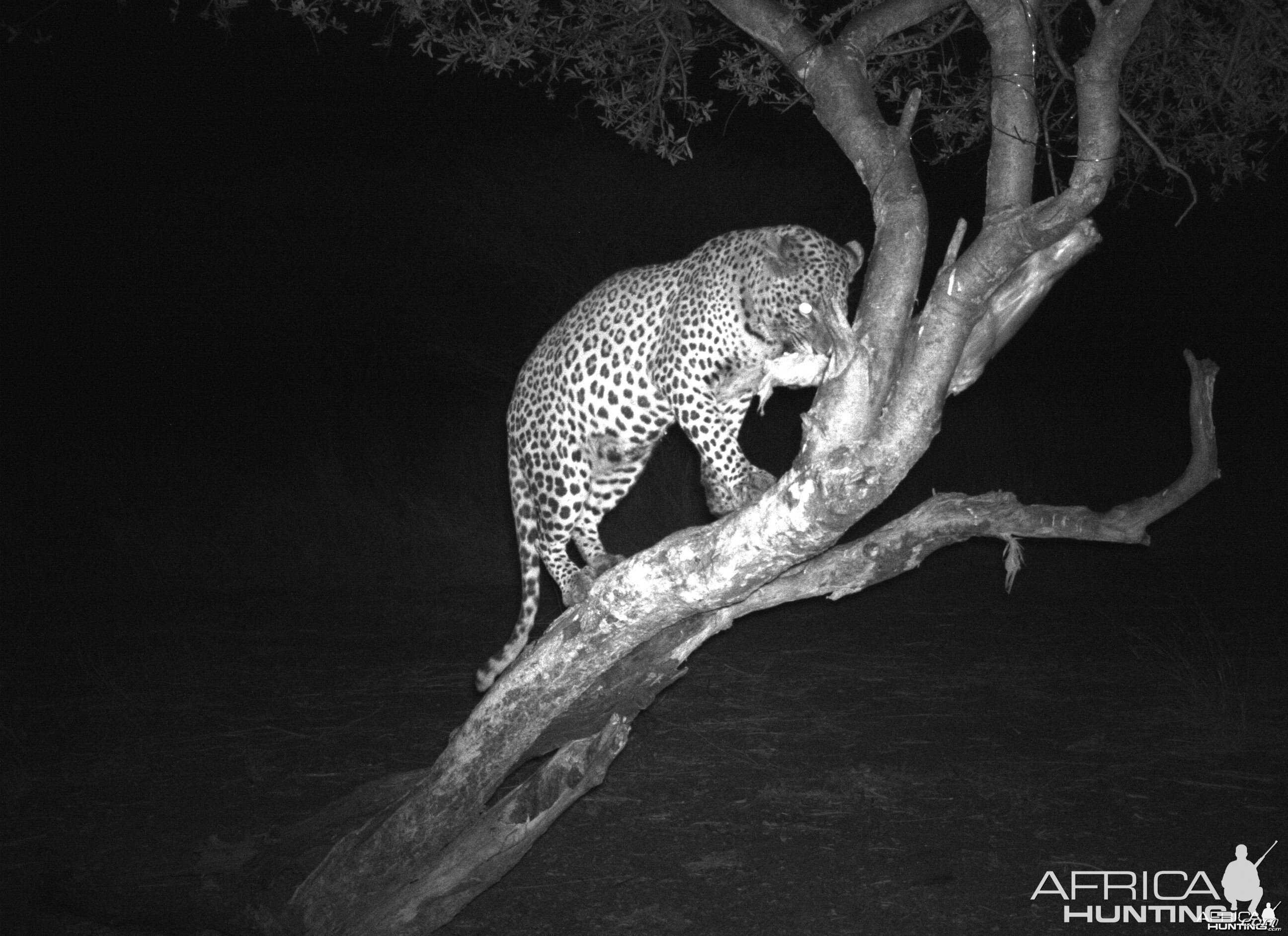 Leopard Hunt Namibia