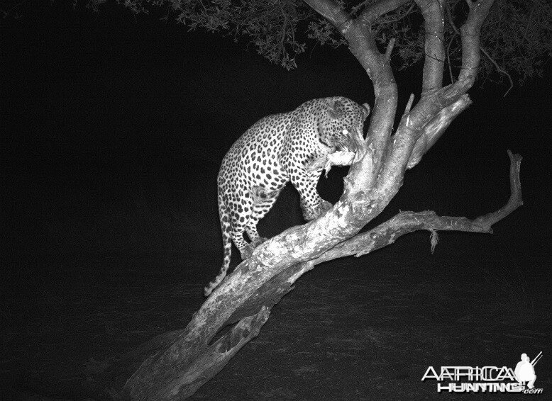 Leopard Hunt Namibia