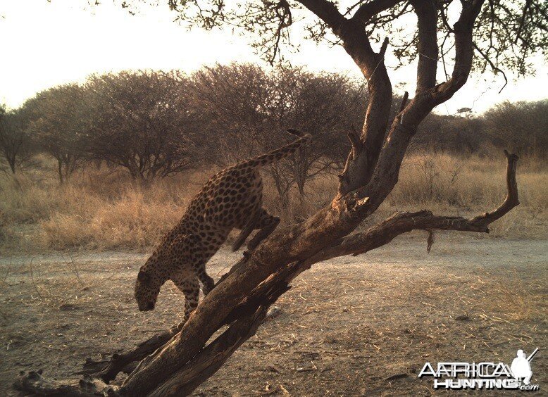 Leopard Hunt Namibia