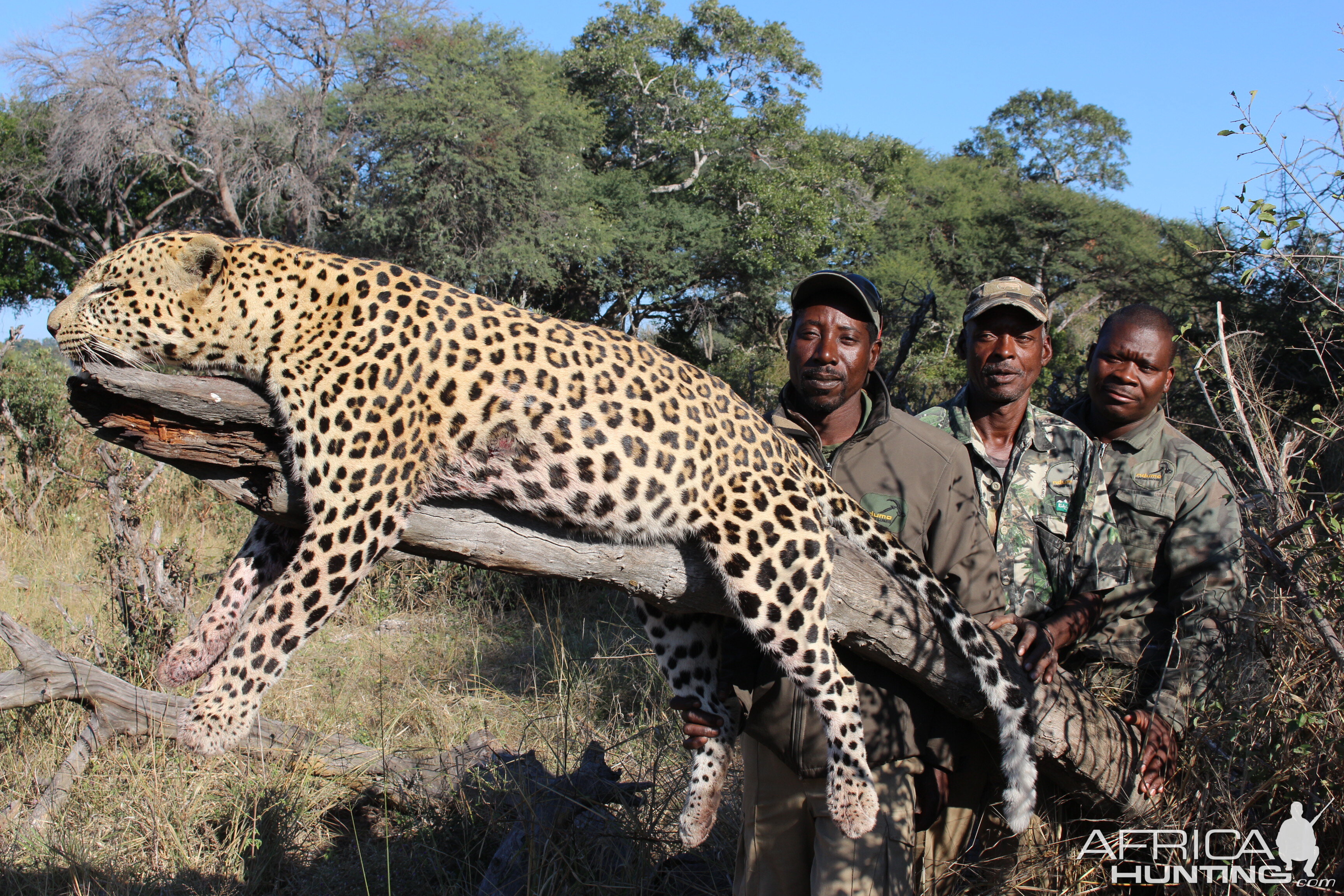 Leopard Hunt Namibia