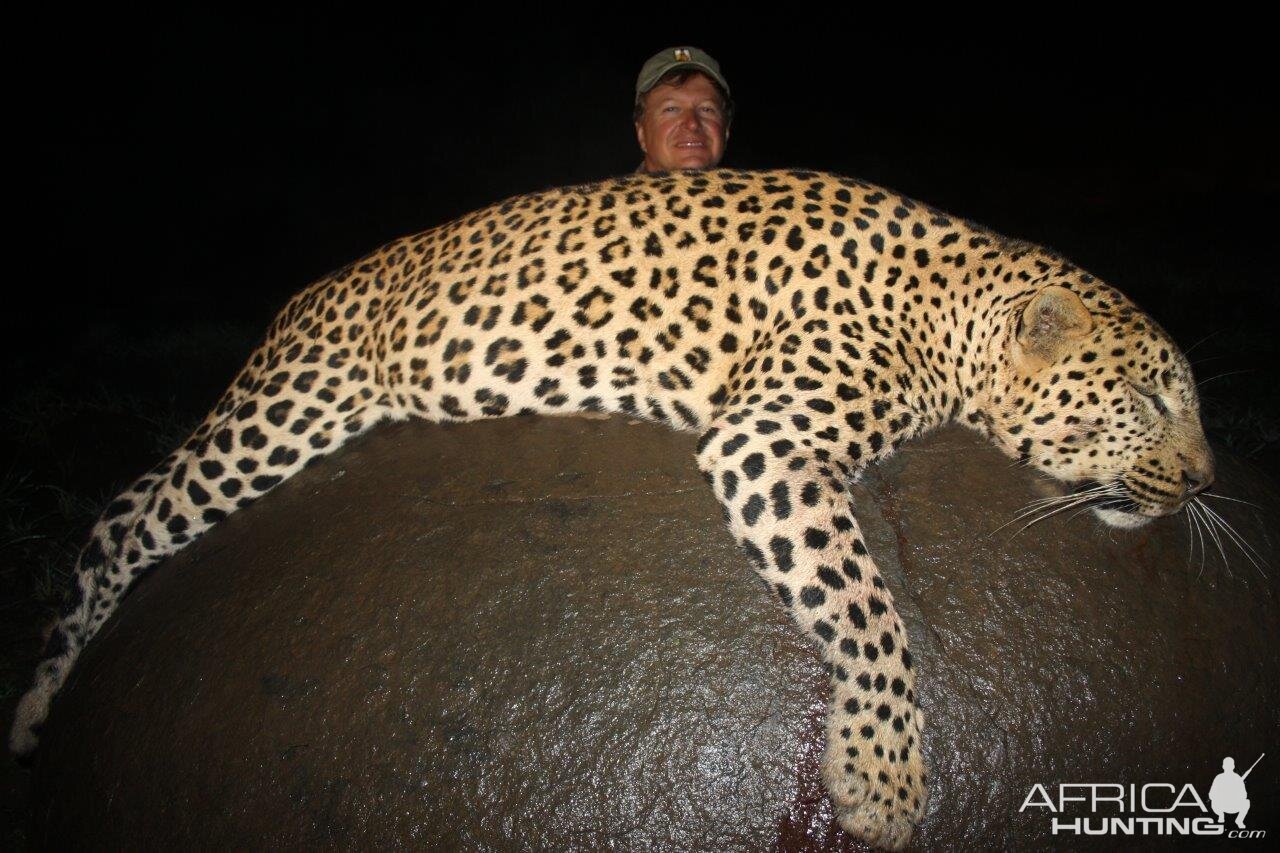 Leopard Hunt South Africa